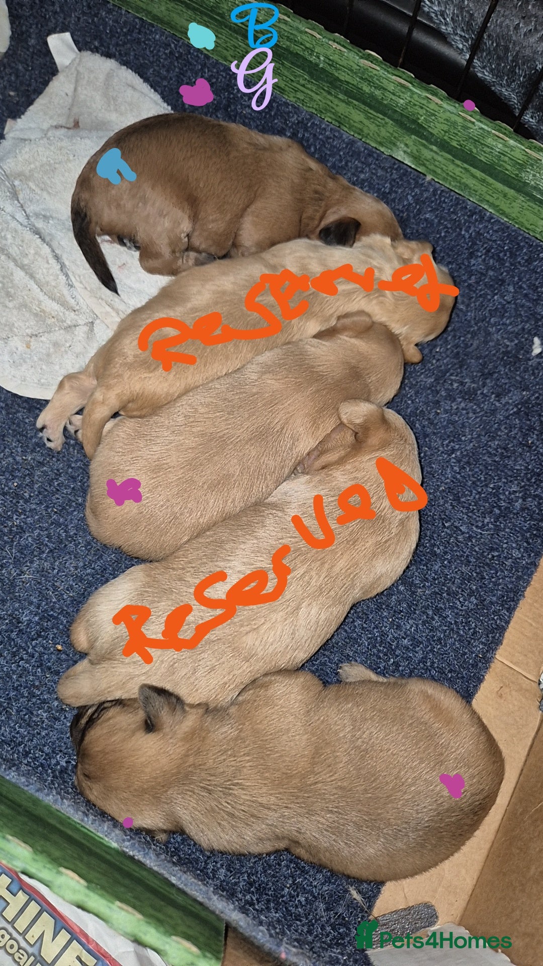 Chipoo dogs for sale: Beautiful chipoo puppys  - Advert 4