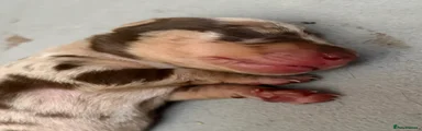 Dachshund 1