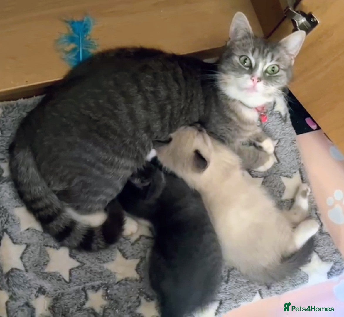 Mixed Breed cats Half Ragdoll kittens - Advert 1