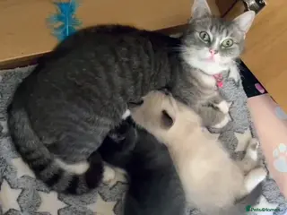 Mixed Breed cats Half Ragdoll kittens - Advert 1