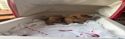 Cavapoo dogs for sale: Red Toy cavapoo in Newark - Advert 4
