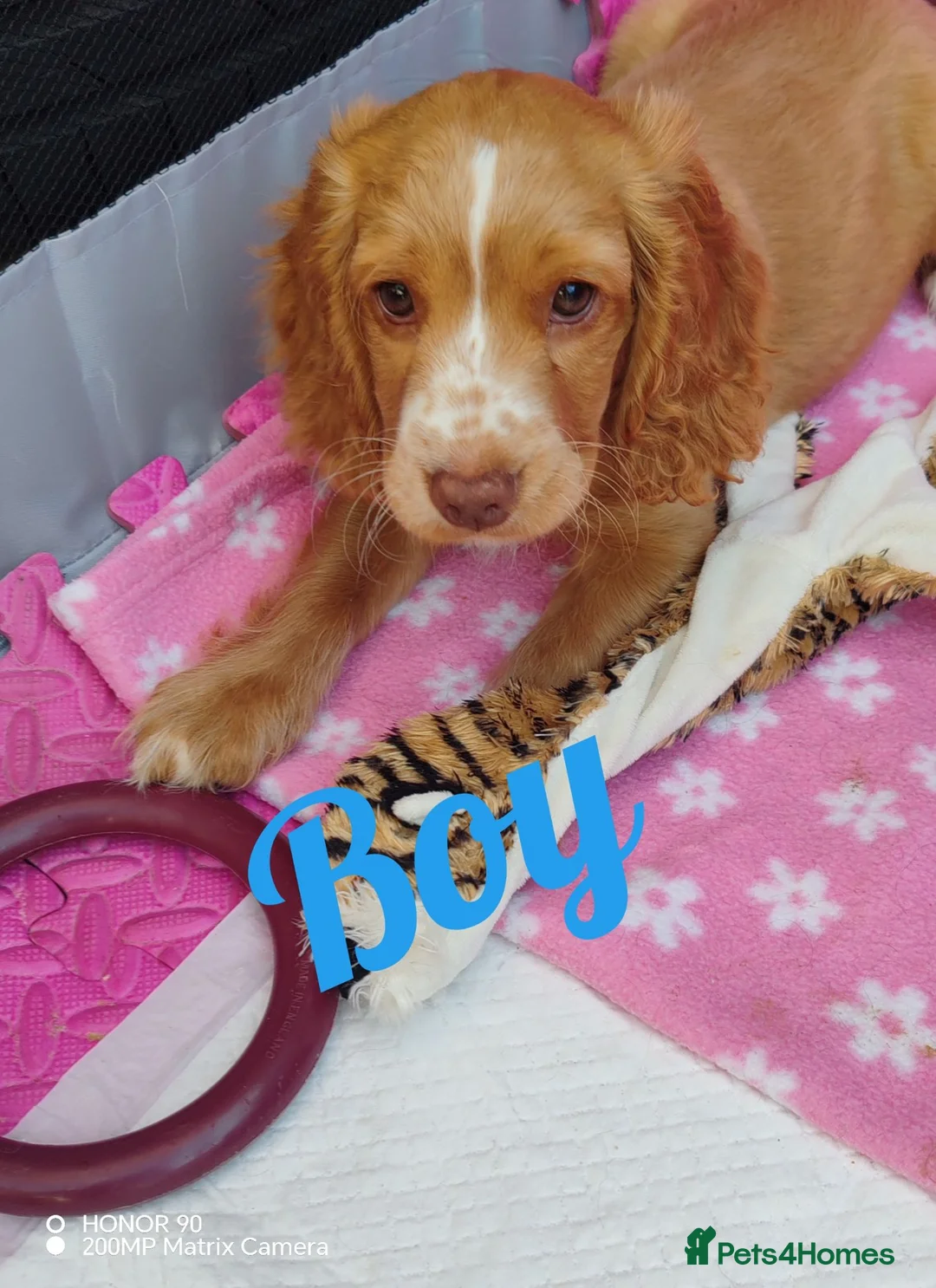 Cockapoo dogs for sale: cockapoo puppies F1 - Advert 2