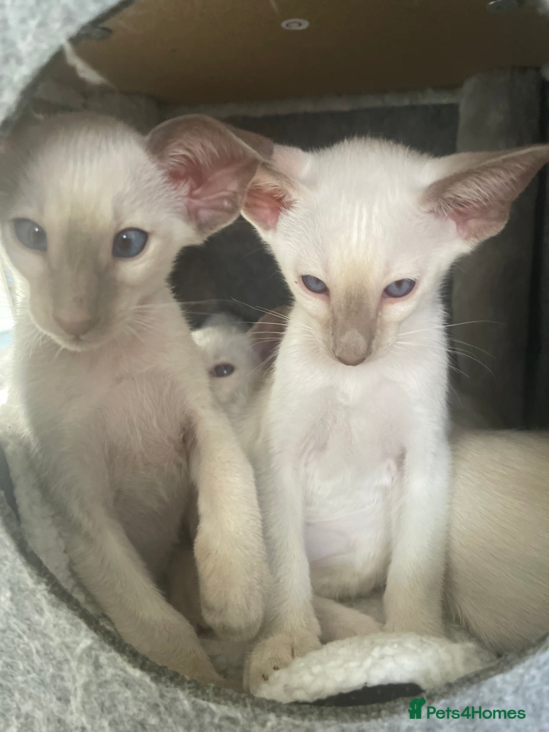Siamese cats for sale: Lovely Siamese kittens🩵 in Leeds - Image 8