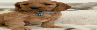 Cockapoo Puppy 1