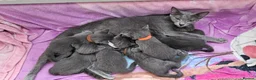 Russian Blue cats for sale: Russian Blue ♥️ - Advert 1