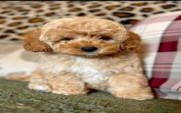 Cockapoo dogs for sale: Paddinton, Yogi & Barnaby -Teddy Bear Cockapoos - Image 5