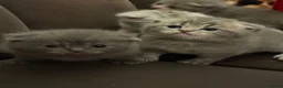 British Shorthair cats for sale: Outstanding Kittens Ready Before  ** 😻🐾🏆🥇 - Advert 4