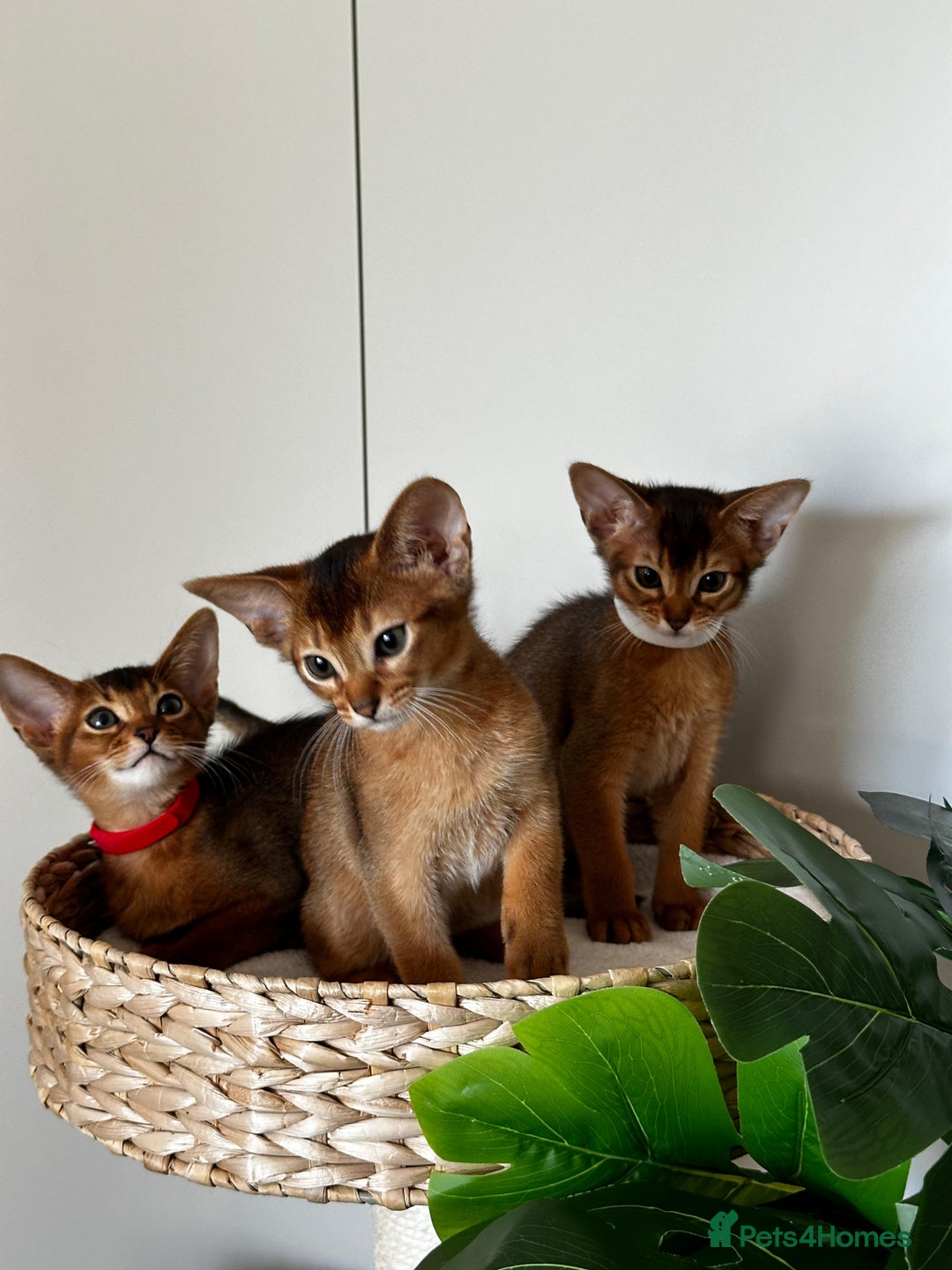 Abyssinian cats for sale: Nice Pure Abyssinian Kittens - Image 15