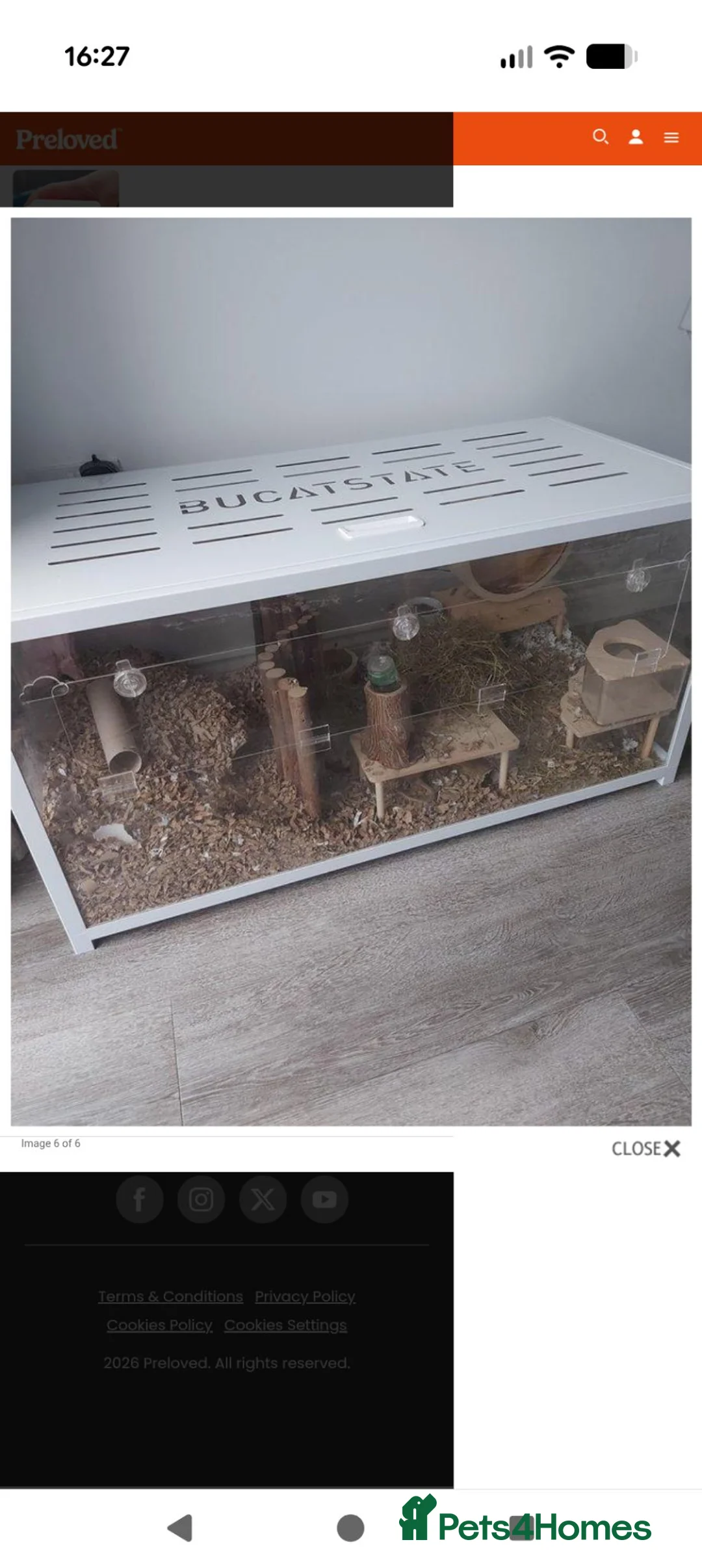 Gerbil rodents for sale: Two Male Gerbils in Swadlincote - Advert 1