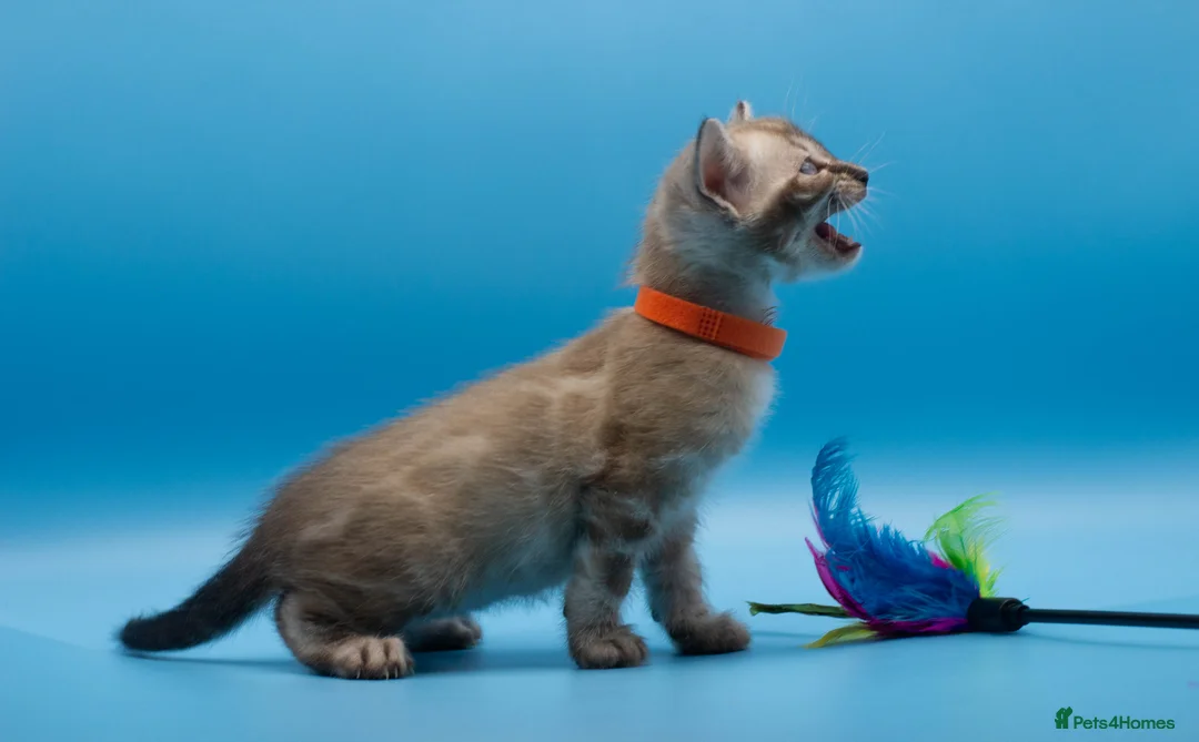 Bengal cats for sale: TICA Registered Bengal Kittens – Truly Magnificent - Advert 24