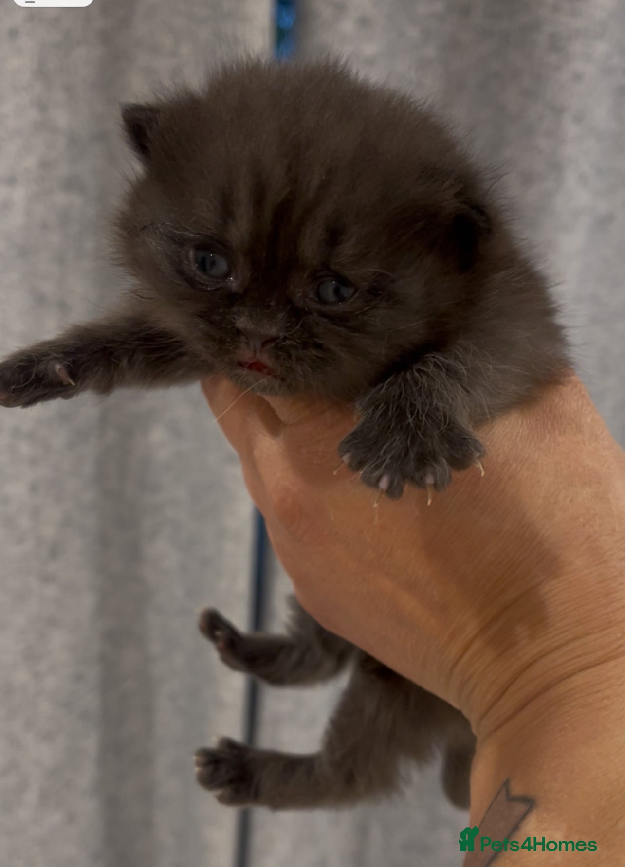 British Shorthair cats STUNNING GCCF BRITISH SHORTHAIR KITTENS - Advert 1