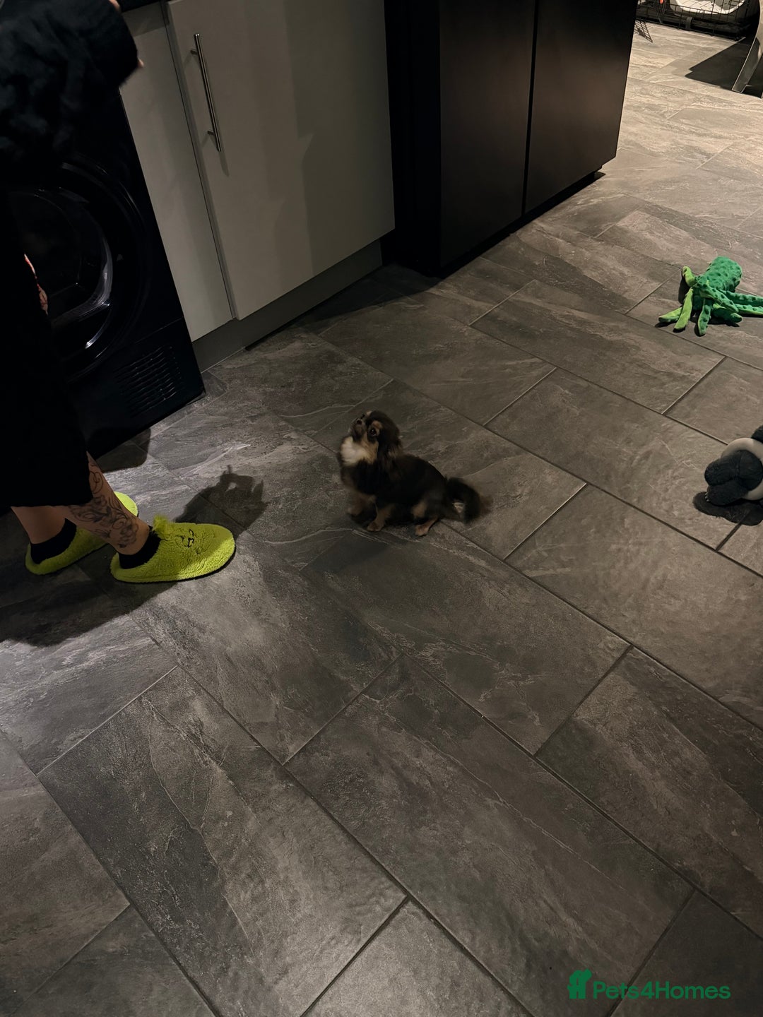 Chihuahua dogs for sale: Long haired female chihuahua - Advert 5