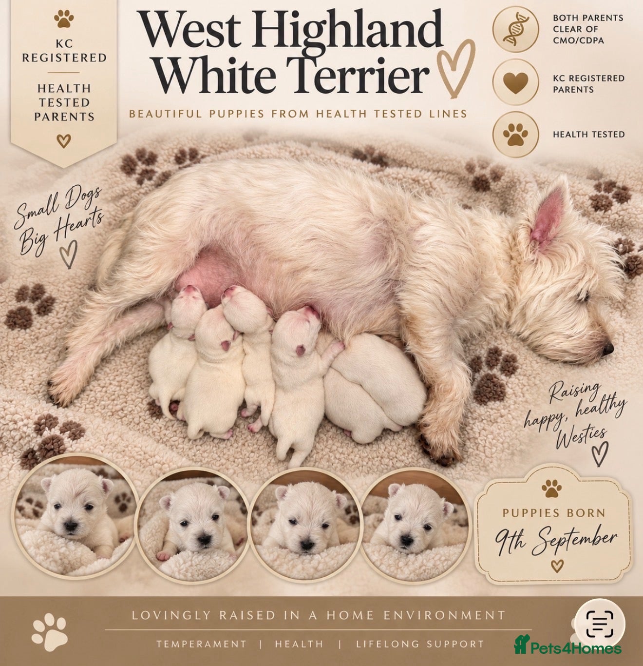 West Highland Terrier dogs Exceptional Westie Puppies🧬Health Tested Parents - Advert 2