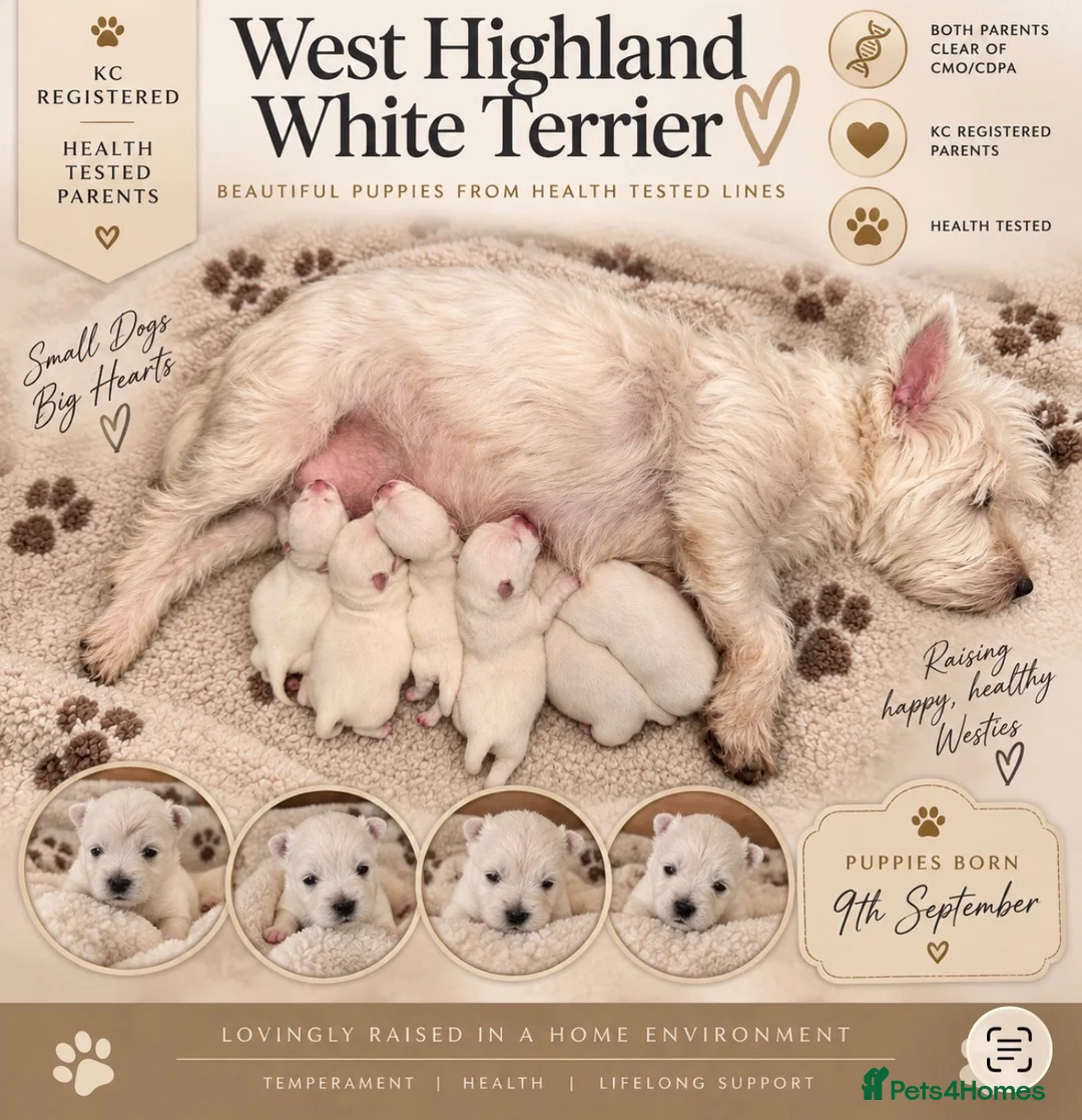 West Highland Terrier dogs for sale: Exceptional Westie Puppies🧬Health Tested Parents - Advert 1