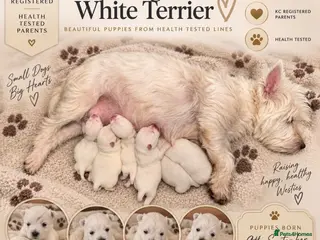 West Highland Terrier dogs Exceptional Westie Puppies🧬Health Tested Parents - Advert 2