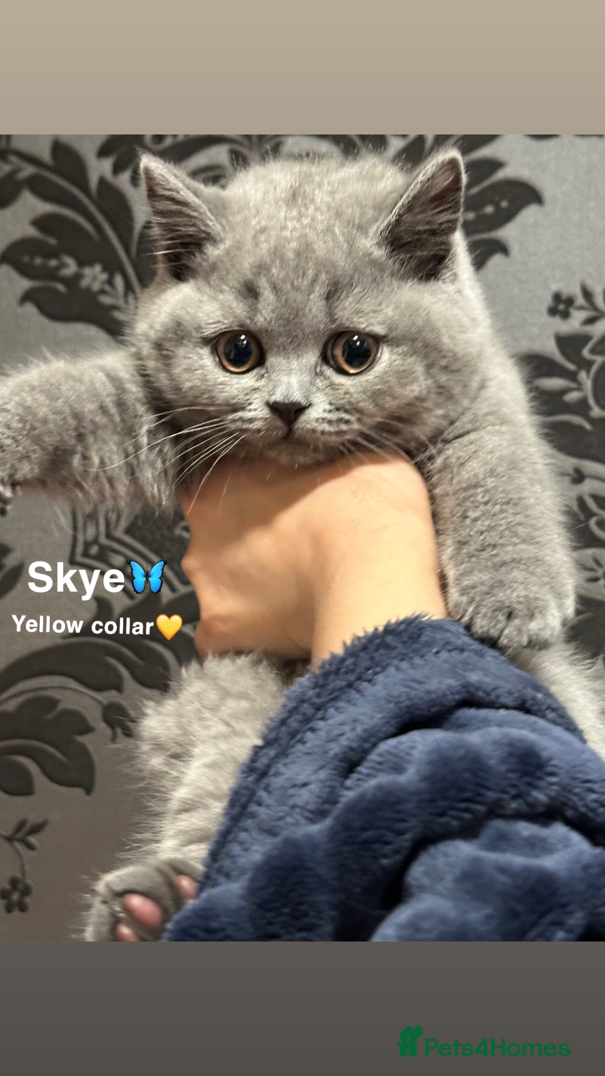 British Shorthair cats GCCF British Shorthair - Blue - Advert 1