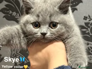 British Shorthair cats GCCF British Shorthair - Blue - Advert 1