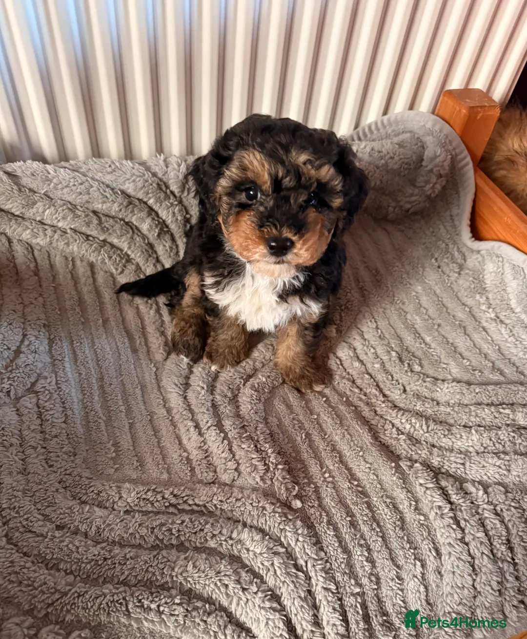 Shihpoo dogs for sale: Shihpoo - Advert 11