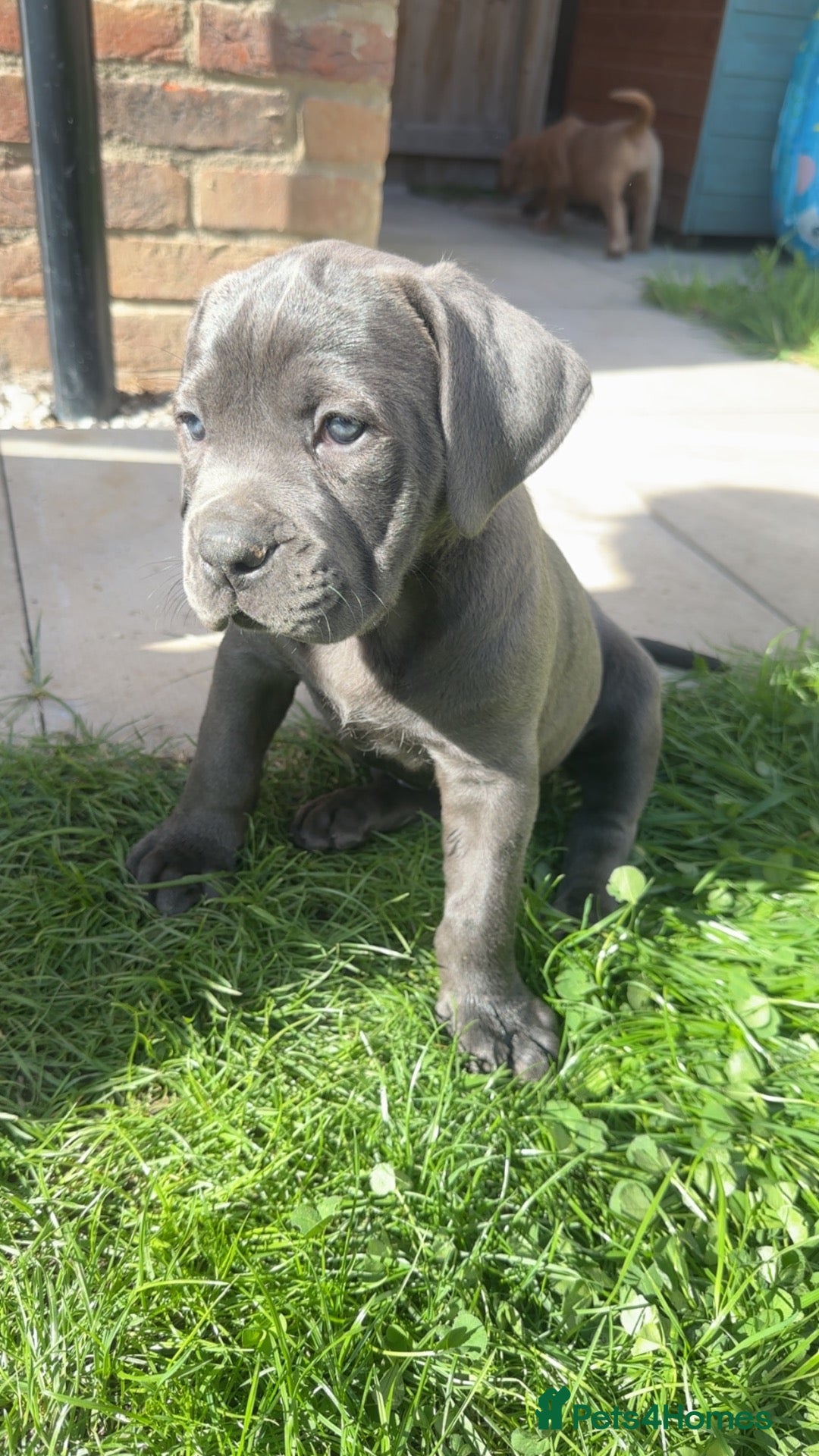 Mixed Breed dogs Stunning Boerboel x Ridgeback puppies  - Advert 15
