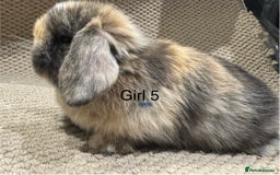 Mini Lop rabbits for sale: 🐰STUNNING MINI LOPS 🐰 ready to reserve!! - Image 8