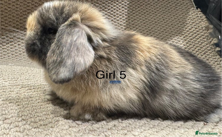 Mini Lop rabbits - Advert 5
