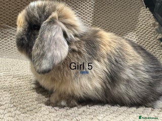 Mini Lop rabbits - Advert 6