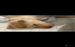 Labrador Retriever dogs for sale: Golden lab male - Image 2