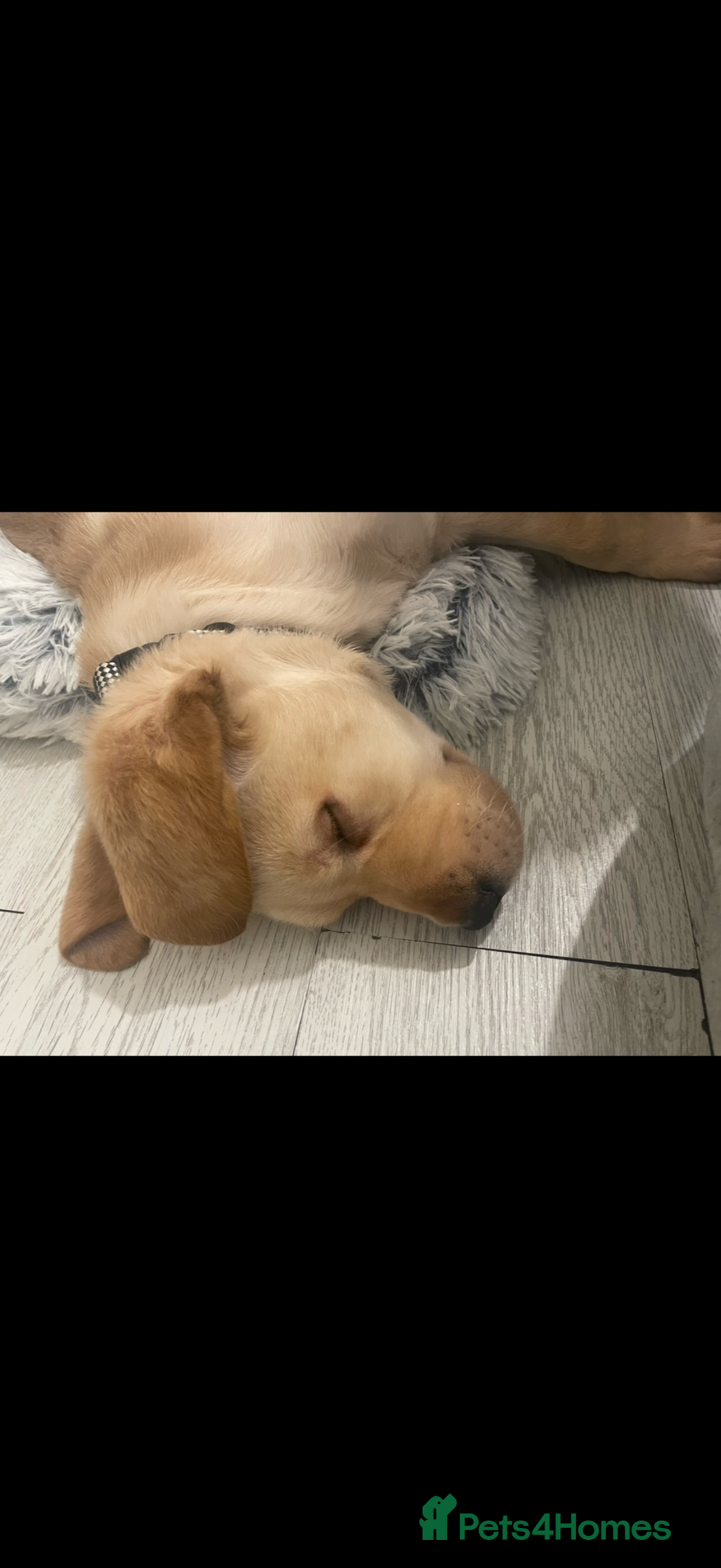 Labrador Retriever dogs for sale: Golden lab male - Image 2