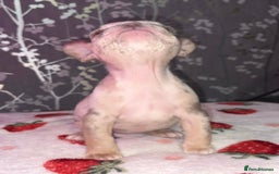 French Bulldog dogs for sale: French bulldog puppy’s - Image 5