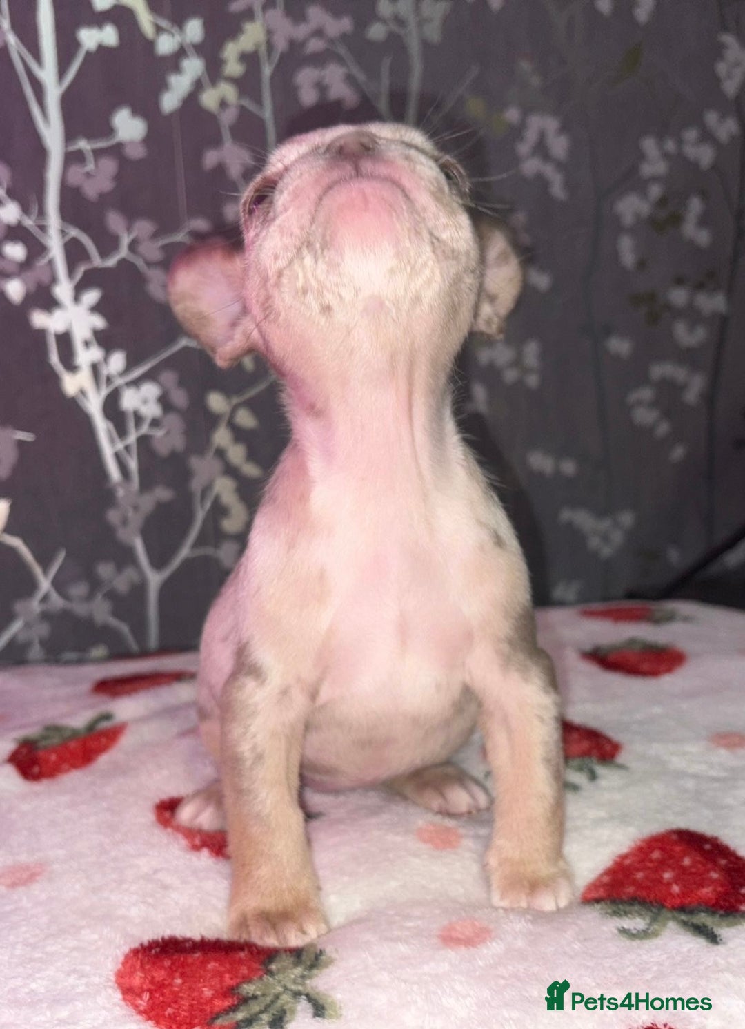French Bulldog dogs for sale: French bulldog puppy’s - Image 5