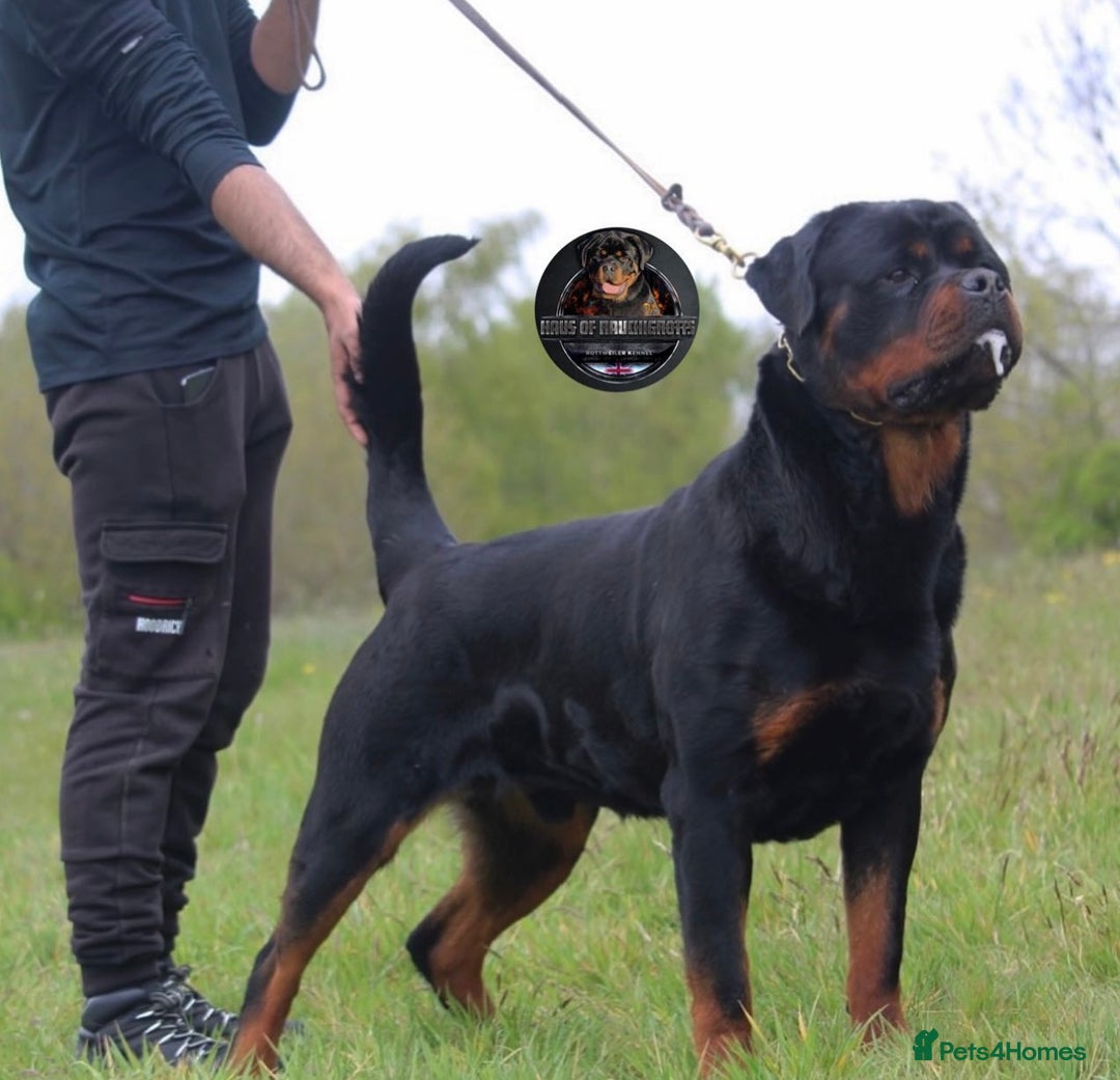 Rottweiler dogs for sale: Top KC Registered Rottweiler Puppies For Sale - Image 24