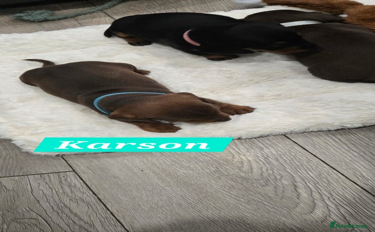 Dachshund dogs Beautiful Daxis - Advert 1