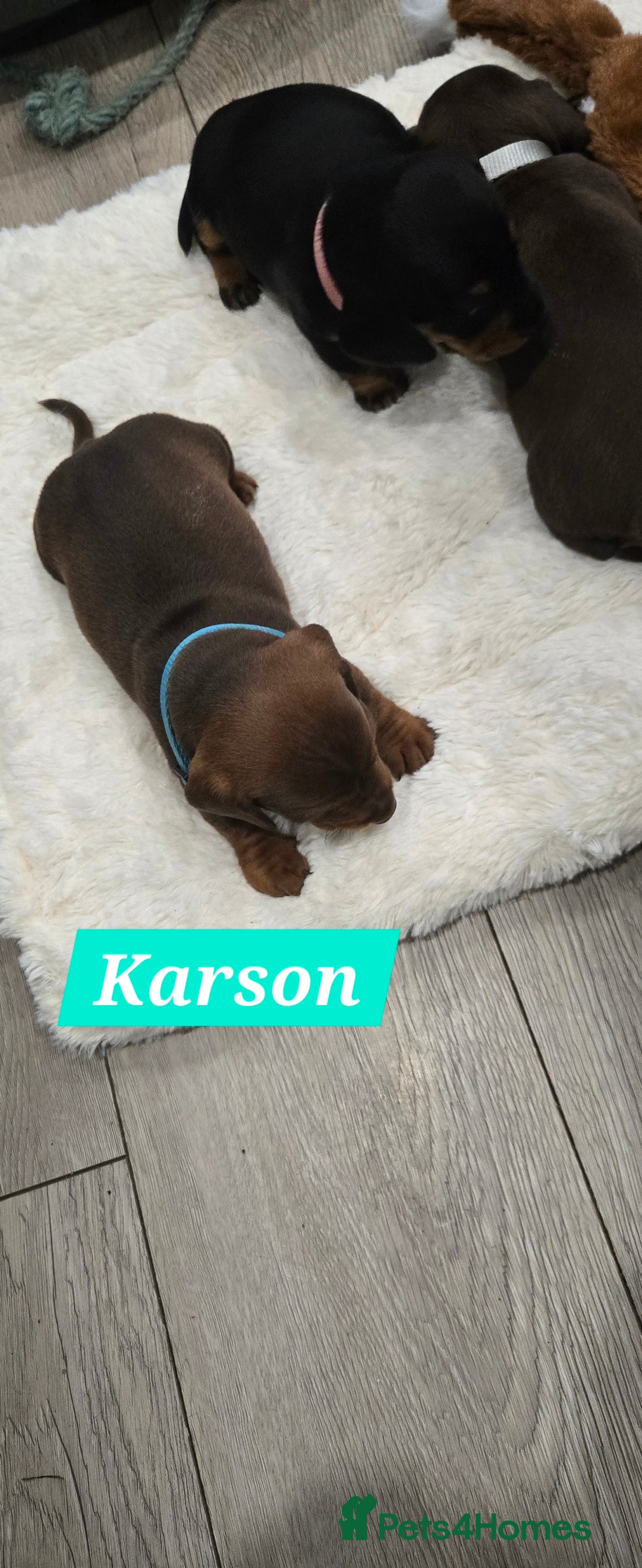 Dachshund dogs for sale: Beautiful Daxis - Advert 19