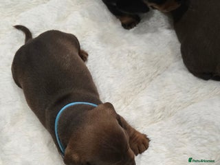 Dachshund dogs Beautiful Daxis - Advert 1