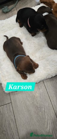 Dachshund dogs Beautiful Daxis - Advert 1