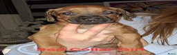 Rhodesian Ridgeback dogs for sale: Champion Bloodline Pups Available  - Advert 17