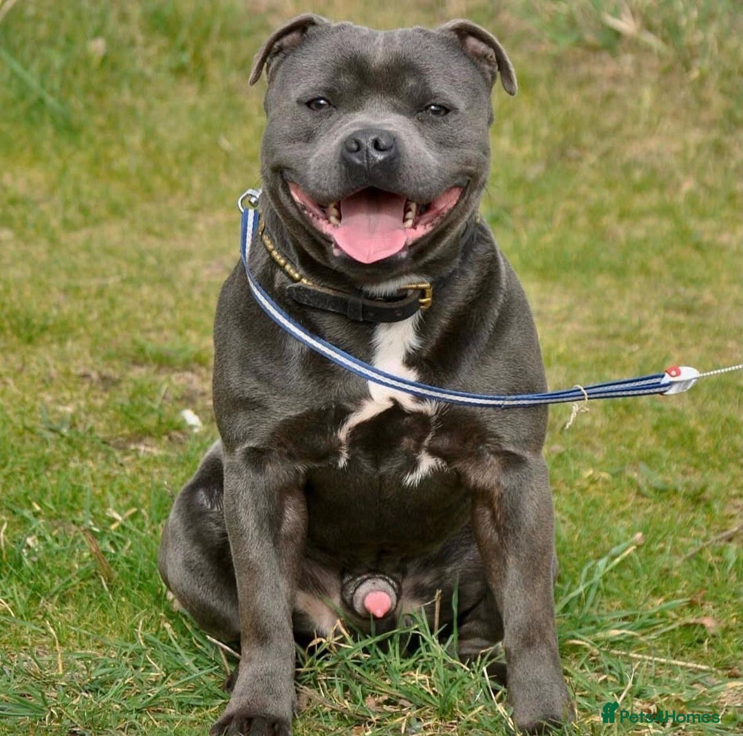 Staffordshire Bull Terrier dogs for sale: KC blue Staffordshire bull terrier puppies  - Advert 29