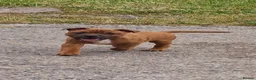 Staffordshire Bull Terrier dogs for sale: STUNNING RED MALE KC STAFFORDSHIRE BULL TERRIER  - Advert 6