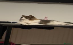 Mixed Breed cats for sale: Bonded brother cats  - Advert 2