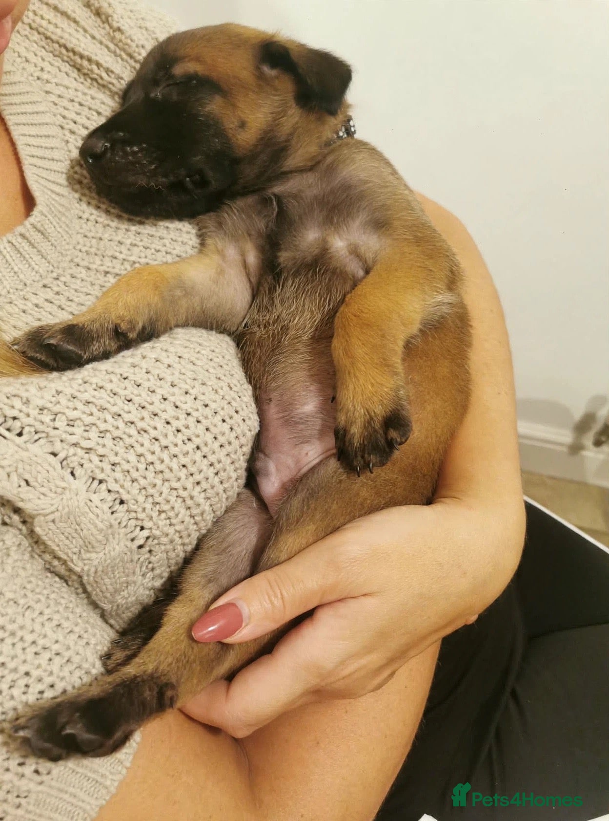 Belgian Shepherd Dog dogs Beautiful KC Registered Belgian Malinois Puppies - Advert 2