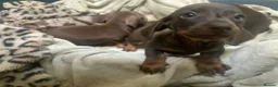 Miniature Dachshund dogs for sale: Funny happy miniature dachshund puppies - Advert 38