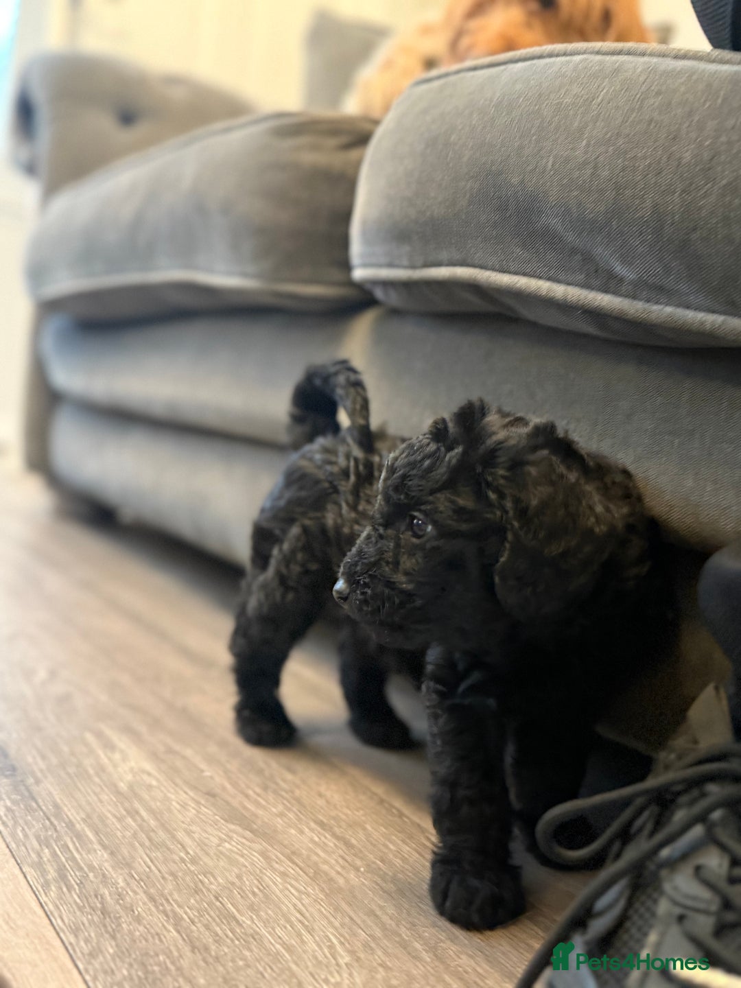Labradoodle dogs for sale: Miniature labradoodle puppies  - Image 6