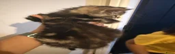Mixed Breed cats for sale: Mainecoon Mix kittens  - Advert 3
