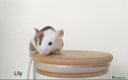 Mouse rodents for sale: 🐭 Female Mice Available for Adoption 🐭 - Image 14