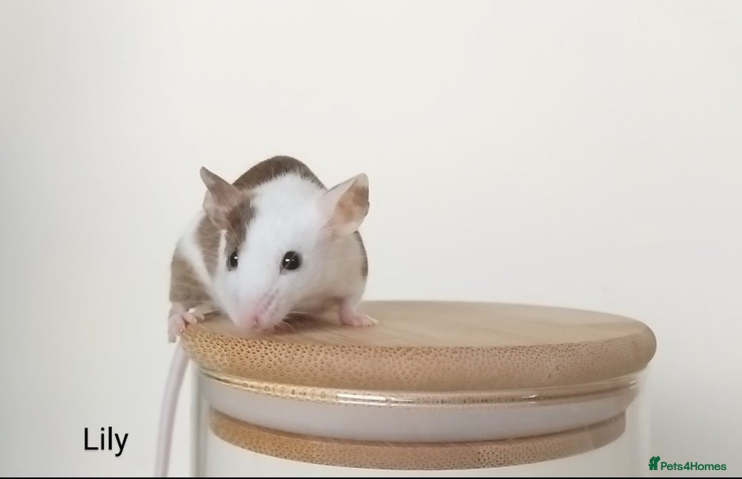 Mouse rodents for sale: 🐭 Female Mice Available for Adoption 🐭 - Image 14
