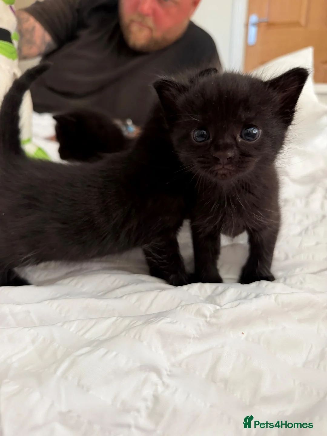 Mixed Breed cats for sale: 6 black and white kittens  - Advert 6