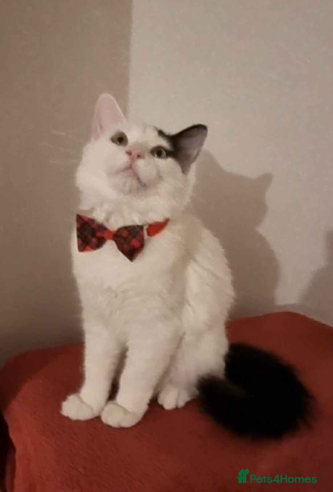 Mixed Breed cats for sale: Ragdoll mix boy - Advert 4