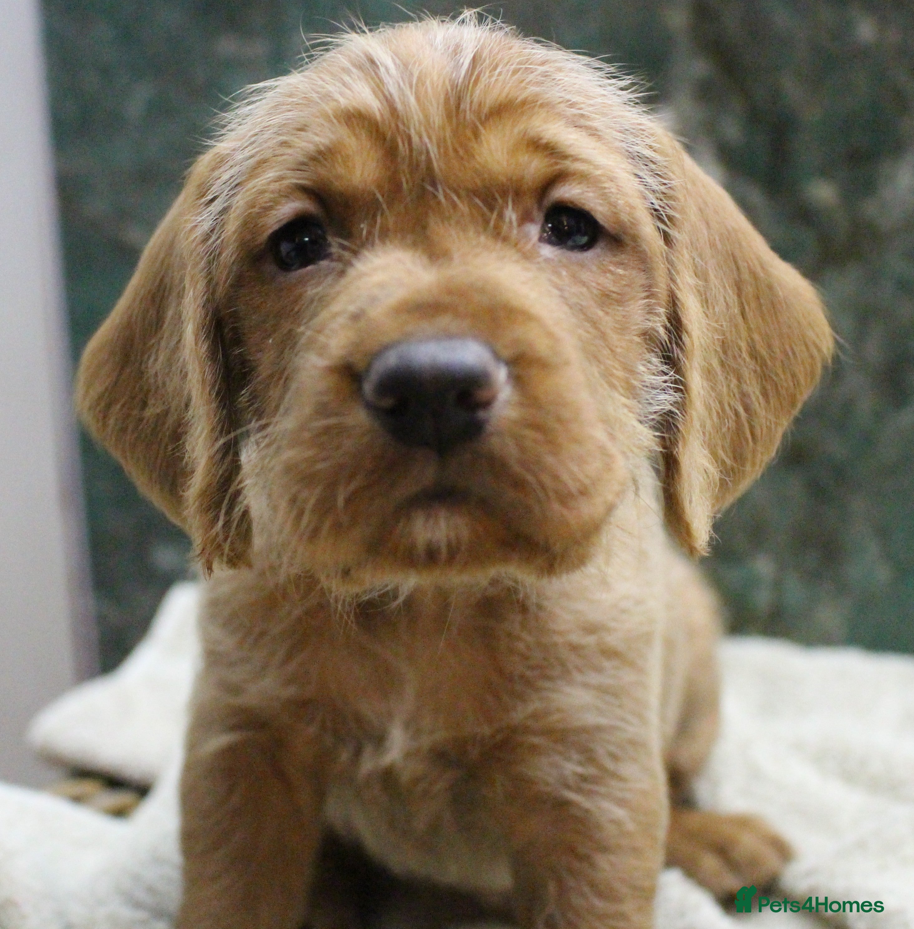 Mixed Breed dogs Hungarian vizsla cross cocker spaniel puppies - Advert 3