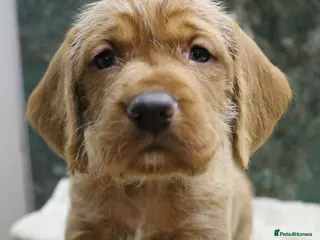 Mixed Breed dogs Hungarian vizsla cross cocker spaniel puppies - Advert 3