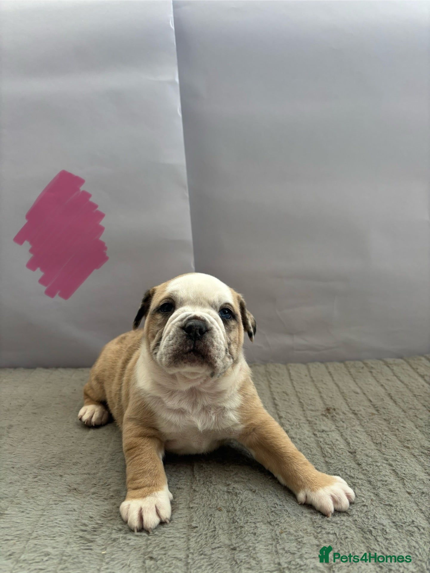 Olde English Bulldogge dogs olde English bulldog puppies - Advert 2